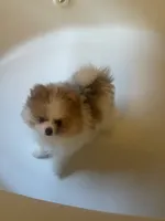 AKC BOY 2, a male Pomeranian for sale in Dover, FL – Photo 10 of 10