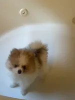 AKC BOY 2, a male Pomeranian for sale in Dover, FL – Photo 6 of 10