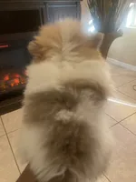 AKC BOY 2, a male Pomeranian for sale in Dover, FL – Photo 8 of 10