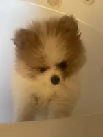 AKC BOY 2, a male Pomeranian for sale in Dover, FL – Photo 5 of 10