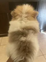 AKC BOY 2, a male Pomeranian for sale in Dover, FL – Photo 3 of 10