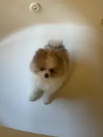 AKC BOY 2, a male Pomeranian for sale in Dover, FL – Photo 1 of 10