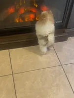 AKC BOY 2, a male Pomeranian for sale in Dover, FL – Photo 2 of 10