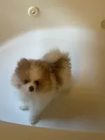 AKC BOY 2, a male Pomeranian for sale in Dover, FL – Photo 7 of 10