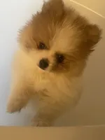 AKC BOY 2, a male Pomeranian for sale in Dover, FL – Photo 4 of 10