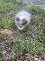 AKC Girl , a female Pomeranian for sale in Dover, FL – 5 of 6