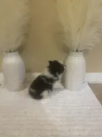 AKC Boy 1, a male Pomeranian for sale in Dover, FL – 4 of 6