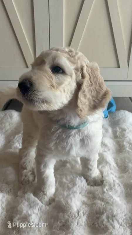 Chase  – Goldendoodle, Poodle - Standard  puppy for sale in Apple Valley, CA