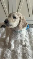 Chase , a male Goldendoodle and Poodle - Standard  for sale in Apple Valley, CA – 1 of 6