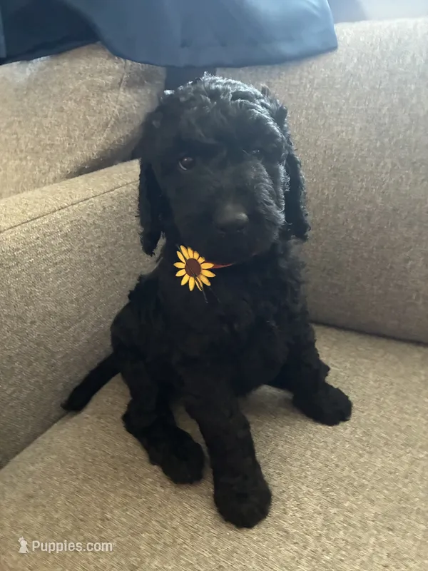 Clementine  – Goldendoodle, Poodle - Standard  puppy for sale in Apple Valley, CA