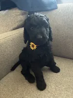 Clementine , a female Goldendoodle and Poodle - Standard  for sale in Apple Valley, CA – 1 of 3