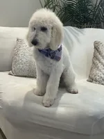 Lila, a female Goldendoodle and Poodle - Standard  for sale in Apple Valley, CA – 9 of 9