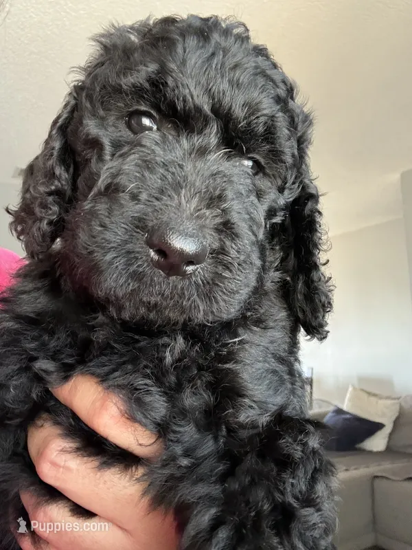 Clementine  – Goldendoodle, Poodle - Standard  puppy for sale in Apple Valley, CA
