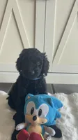 Blue  , a male Goldendoodle and Poodle - Standard  for sale in Apple Valley, CA – 5 of 5