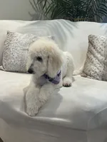 Lila, a female Goldendoodle and Poodle - Standard  for sale in Apple Valley, CA – 4 of 9