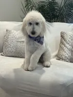 Lila, a female Goldendoodle and Poodle - Standard  for sale in Apple Valley, CA – 1 of 9