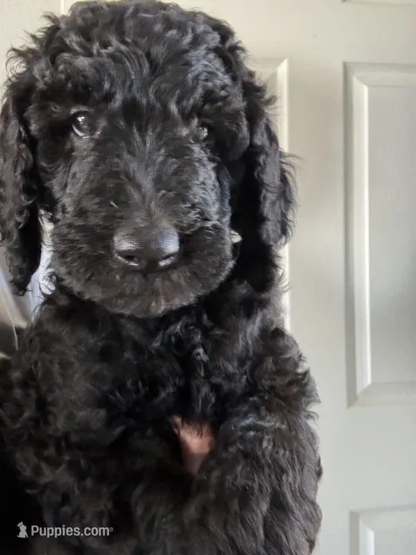Marshall – Goldendoodle, Poodle - Standard  puppy for sale in Apple Valley, CA