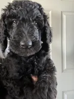 Marshall, a male Goldendoodle and Poodle - Standard  for sale in Apple Valley, CA – 1 of 3