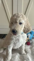 Chase , a male Goldendoodle and Poodle - Standard  for sale in Apple Valley, CA – 2 of 6