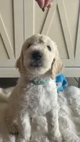Chase , a male Goldendoodle and Poodle - Standard  for sale in Apple Valley, CA – 4 of 6