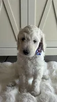 Lila , a female Goldendoodle and Poodle - Standard  for sale in Apple Valley, CA – 4 of 8