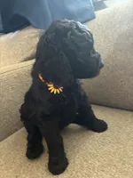 Clementine , a female Goldendoodle and Poodle - Standard  for sale in Apple Valley, CA – 2 of 3