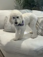 Lila, a female Goldendoodle and Poodle - Standard  for sale in Apple Valley, CA – 7 of 9