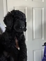 Marshall, a male Goldendoodle and Poodle - Standard  for sale in Apple Valley, CA – 2 of 3