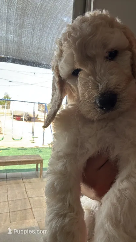 Lila  – Goldendoodle, Poodle - Standard  puppy for sale in Apple Valley, CA