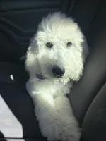 Lila, a female Goldendoodle and Poodle - Standard  for sale in Apple Valley, CA – 3 of 9