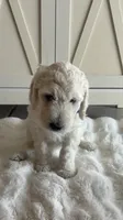 Lila , a female Goldendoodle and Poodle - Standard  for sale in Apple Valley, CA – 6 of 8
