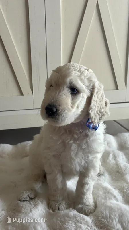 Lila  – Goldendoodle, Poodle - Standard  puppy for sale in Apple Valley, CA