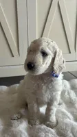 Lila , a female Goldendoodle and Poodle - Standard  for sale in Apple Valley, CA – 1 of 7