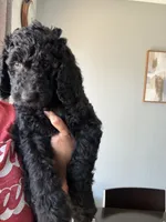 Chunky , a male Goldendoodle and Poodle - Standard  for sale in Apple Valley, CA – 2 of 3