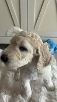 Chase , a male Goldendoodle and Poodle - Standard  for sale in Apple Valley, CA – 6 of 6
