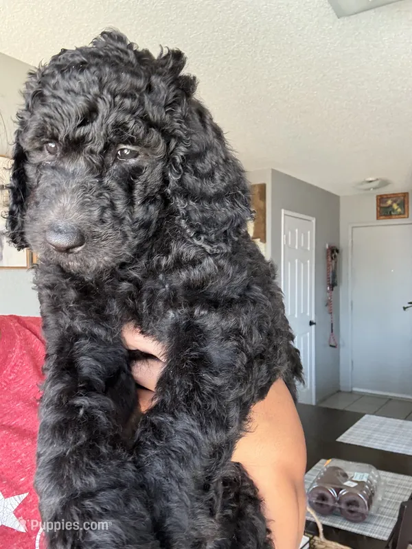 Chunky  – Goldendoodle, Poodle - Standard  puppy for sale in Apple Valley, CA