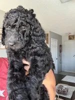 Chunky , a male Goldendoodle and Poodle - Standard  for sale in Apple Valley, CA – 1 of 3