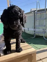 Marshall, a male Goldendoodle and Poodle - Standard  for sale in Apple Valley, CA – 3 of 3