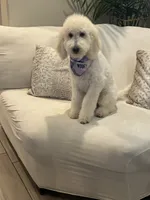 Lila, a female Goldendoodle and Poodle - Standard  for sale in Apple Valley, CA – 5 of 9