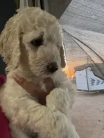 Lila , a female Goldendoodle and Poodle - Standard  for sale in Apple Valley, CA – 8 of 8