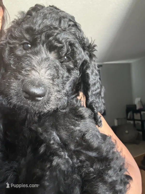 Blue   – Goldendoodle, Poodle - Standard  puppy for sale in Apple Valley, CA