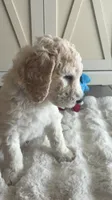Chase , a male Goldendoodle and Poodle - Standard  for sale in Apple Valley, CA – 3 of 6
