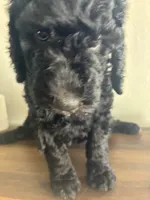 Rocky , a male Goldendoodle and Poodle - Standard  for sale in Apple Valley, CA – 3 of 6