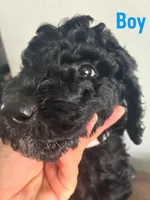 Rocky , a male Goldendoodle and Poodle - Standard  for sale in Apple Valley, CA – 4 of 6