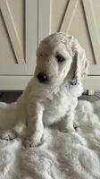 Lila , a female Goldendoodle and Poodle - Standard  for sale in Apple Valley, CA – 3 of 7