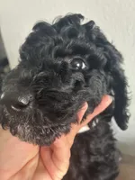 Rocky , a male Goldendoodle and Poodle - Standard  for sale in Apple Valley, CA – 5 of 6