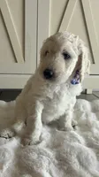 Lila , a female Goldendoodle and Poodle - Standard  for sale in Apple Valley, CA – 5 of 8