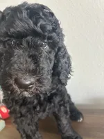 Rocky , a male Goldendoodle and Poodle - Standard  for sale in Apple Valley, CA – 2 of 6