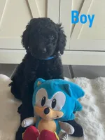 Blue  , a male Goldendoodle and Poodle - Standard  for sale in Apple Valley, CA – 1 of 5