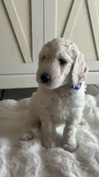 Lila , a female Goldendoodle and Poodle - Standard  for sale in Apple Valley, CA – 5 of 7